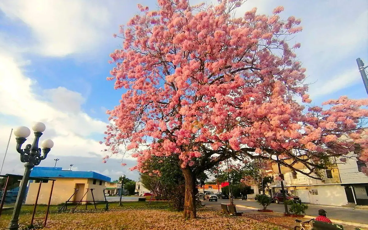 El árbol palo de rosa es una especie que año con año embellece las calles de Tampico José Luis Tapia